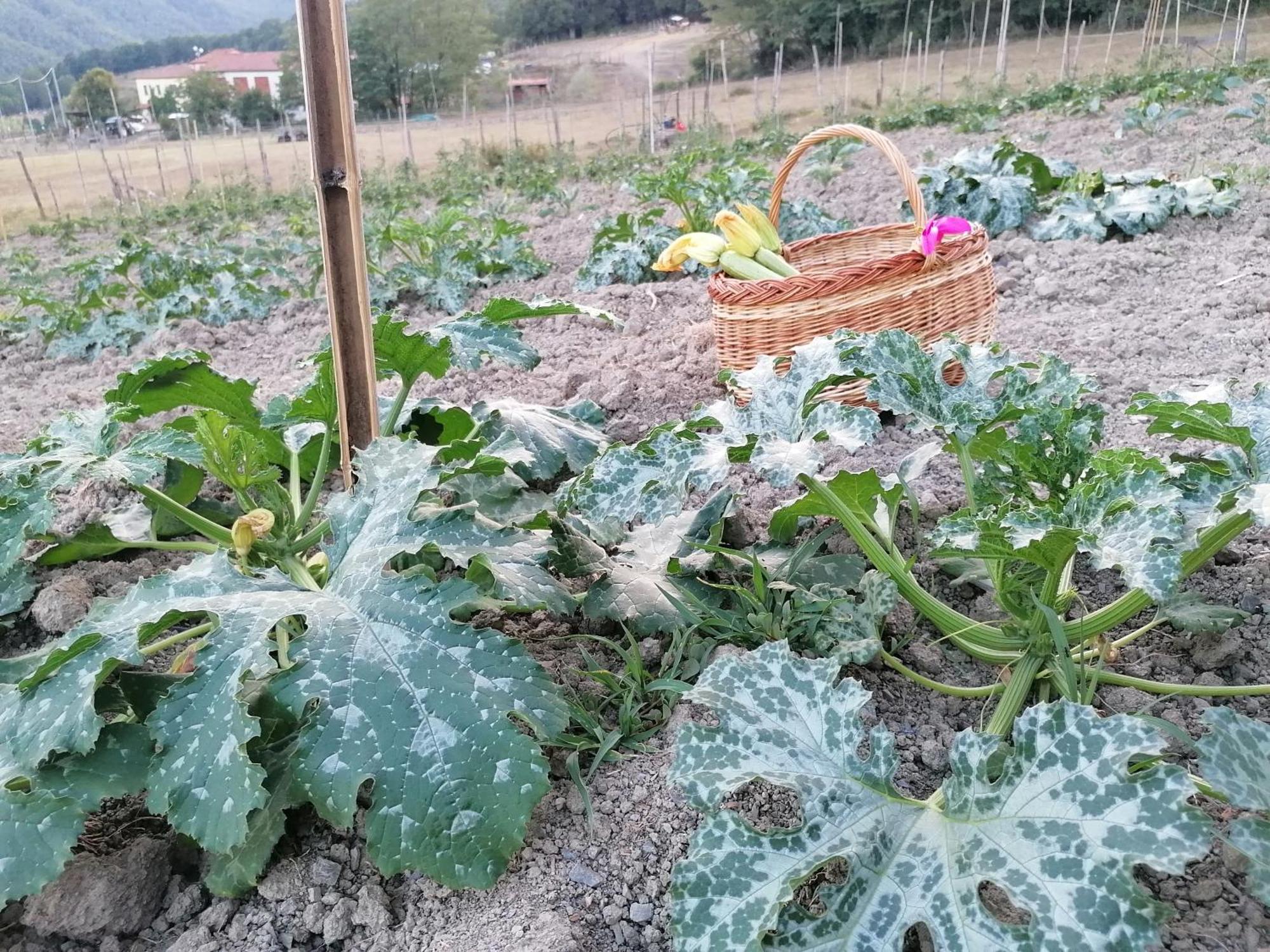 Agriturismo Dei Legi Villa San Pietro Vara Exteriör bild